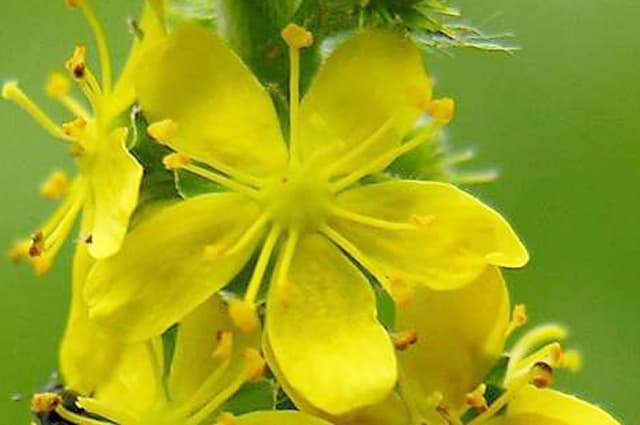 Agrimony