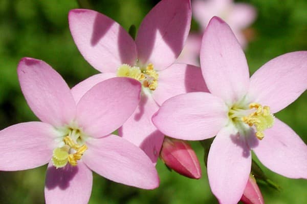Centaury
