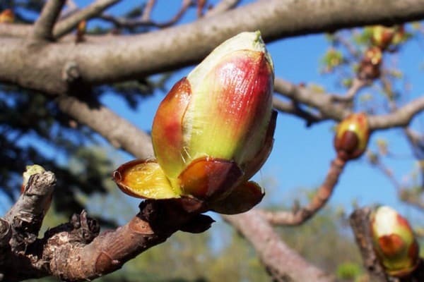 Chestnut Bud