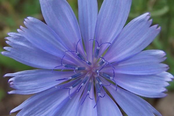 Chicory